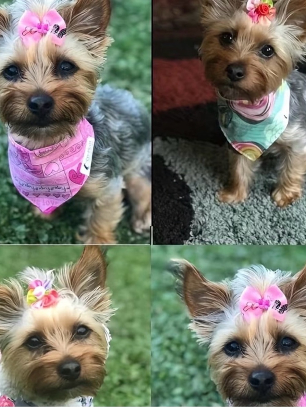 1.5 inch Dog bows 7 set assortment faceted with a rubber band. Dog fashion.